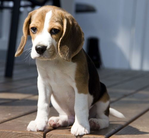 Beagle-Puppy.jpg