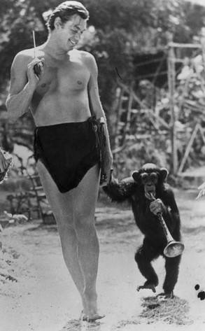 reg_293.chimp.cm.122811.jpg